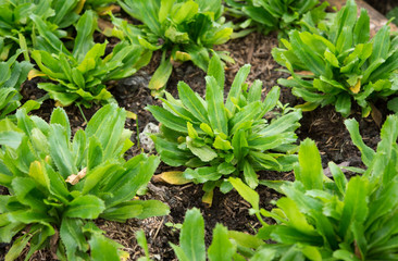 Parsley, Culantro in the vegetable garden