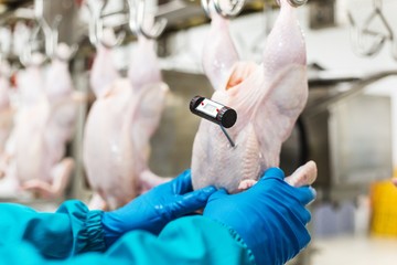 Worker in blue uniform checks the temperature of the chicken carcass in the production