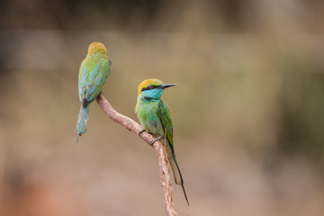 Little bee-eater