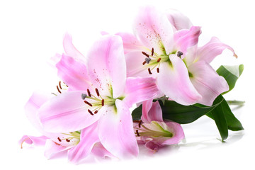 Obraz na płótnie Canvas Flower lily