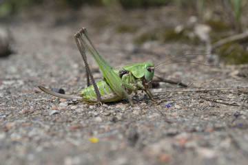 Little female migratory locust (Locusta migrator)