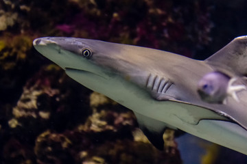 shark swimming under water