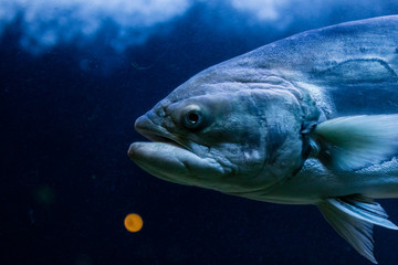 colorful fish underwater