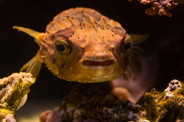 colorful fish underwater