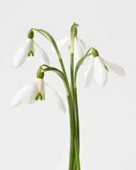 Schneegloeckchen, Galanthus nivalis