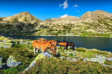 Fototapeta na wymiar Fantastic summer alpine landscape with grazing horses, Retezat mountains, Romania