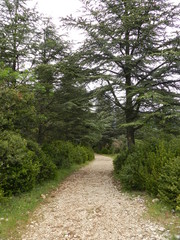 Fototapeta na wymiar Forêts 