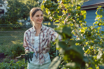 Young woman gardening plucking berries from bush in summer © Kzenon