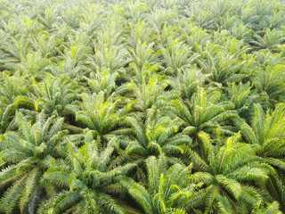 Aerial view on plantation of palm trees background, Top view aerial shot of the palm grove.