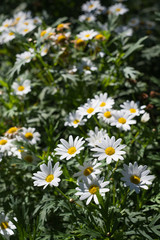 Daisy flower field