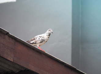 White pigeon looking at camera (birds , doves, pigeon)