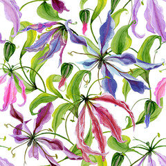Plakaty  Piękne kwiaty lilii gloriosa z pnącymi liśćmi na białym tle. Kwiatowy wzór. Malarstwo akwarelowe. Ręcznie malowane ilustracja botaniczna.
