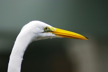 Close up Bird
