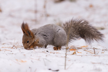 Squirrel looking for food in the snow