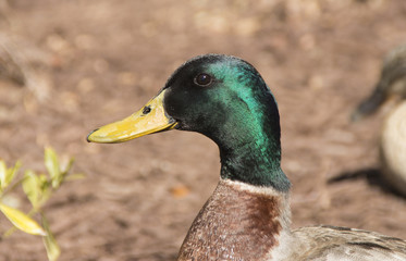 Mallard Head Shot