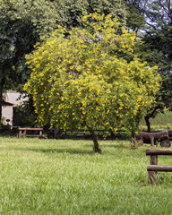 Leafy tree with yellow flowers in the field 