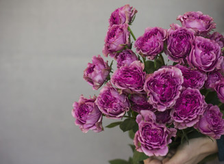 The big bouquet of pink roses in female hands on gray background