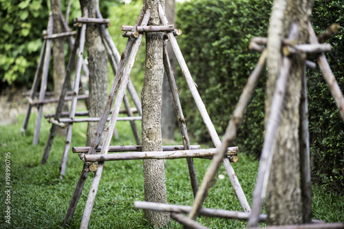Garden Trees Plant In Ground Supported By A Wooden Stick Stock Garden Trees Plant In Ground Supported By A Wooden Stick