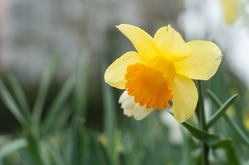 closeup of yellow daffodils in a public garden