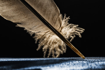 Fragment of bird's feather, close-up.