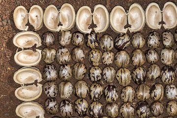 rubber tree seeds and bark in soil forming pattern, Hevea brasiliensis
seeds