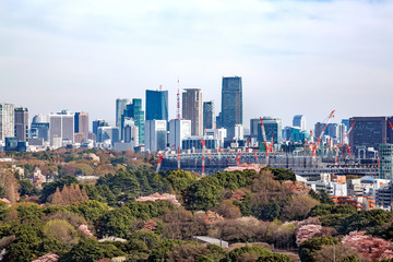 Naklejka premium 桜が咲いた東京の景色
