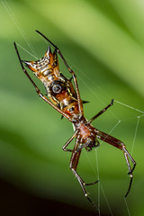 Elongated spider with horns in abdomen on the web, Micrathena gracilis spider