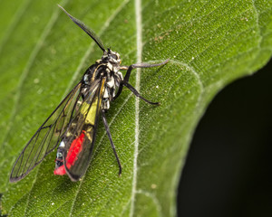 Bug Diptera black, yellow and red extreme close up photo