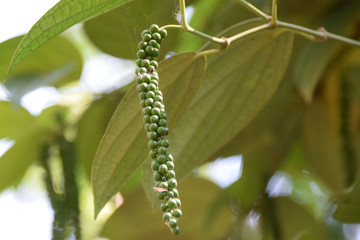 Pepper, Kandy Botanical Gardens, Sri Lanka