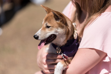 Pet Owner Holding Dog