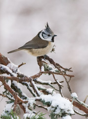 crested tit