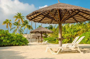 Sunbeds and palm tree umbrellas on a background of exotic palm trees, Maldives