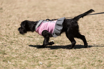 Dog Owner Walking Dog in the Park