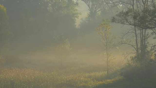 Morning scenery near a forest