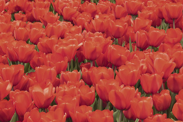 Fototapeta premium Bright picturesque blooming red tulips. Spring, summer natural background, texture, selectiv focus