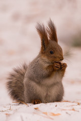 Naklejka na ściany i meble Squirrel gnaws nuts