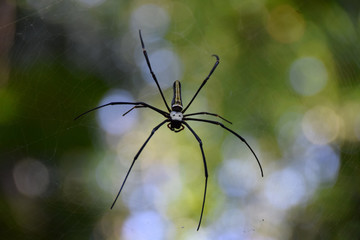 Golden Orb Spider, Sri Lanka