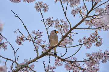 桜とイカル