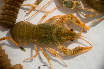 live crawfish on a white background