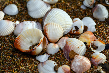 Sea shells