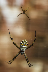 silver belly spider
