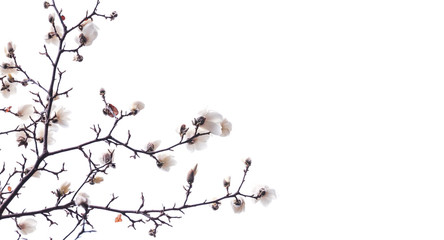 Blooming tree branches, isolated on white