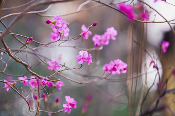Blooming bush with bright pink flowers