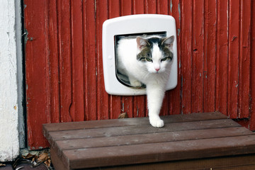 Domestic cat using cat flap and comes out independently.