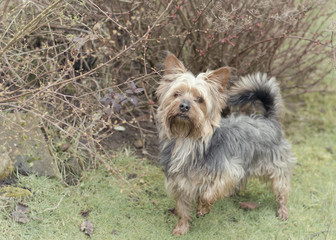 Small Yorkishire terrier dog pet in garden