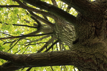 Tree from underneath
