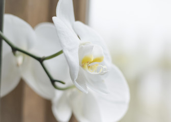 Naklejka na ściany i meble Close-up of White Orchid flower plant