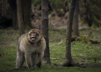 Barbary Macaque Monkey Wildlife in forest