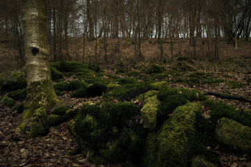 Winter Rural Woodland Landscape