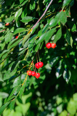 cherry branch with red berries with drops of water after rain